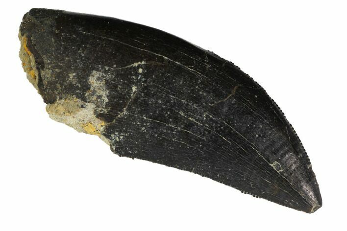 Serrated Allosaurus Tooth - Wyoming #113716